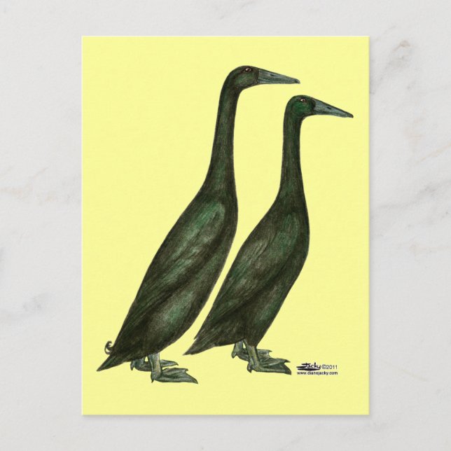 Black Runner Ducks Postcard (Front)