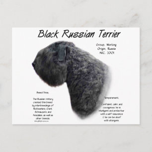 Black Russian Terrier History Design Postcard