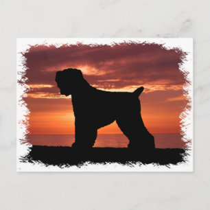 Black Russian Terrier Postcard