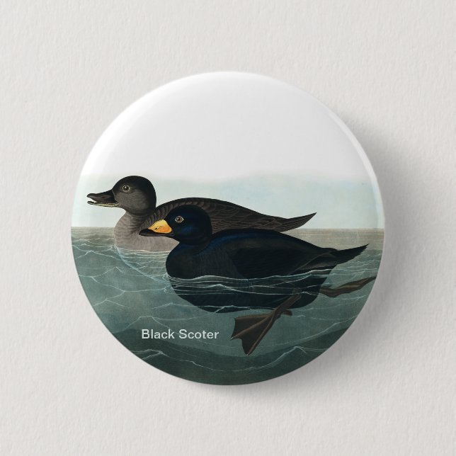 Black Scoter, Audubon, Sea Duck, Birder Accessory, 2 Inch Round Button (Front)