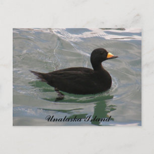 Black Scoter Duck, Unalaska Island Postcard