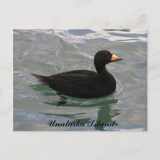 Black Scoter Duck, Unalaska Island Postcard (Front)