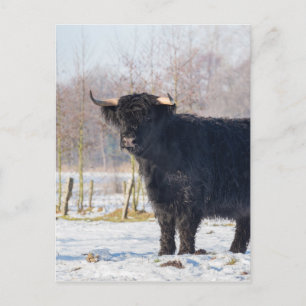 Black scottish highlander cow in winter postcard