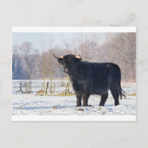 Black scottish highlander cow in winter snow postcard