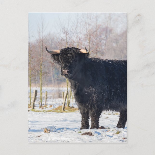 Black scottish highlander cow in winter snow postcard (Front)