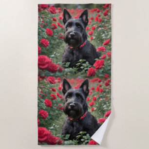 Black Scottish Terrier In The Red Roses, Beach Towel