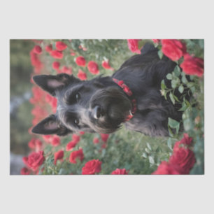 Black Scottish Terrier In The Red Roses, Tissue Paper