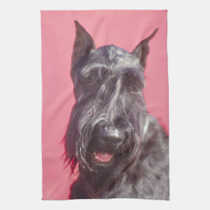 Black Scottish Terrier Kitchen Towel