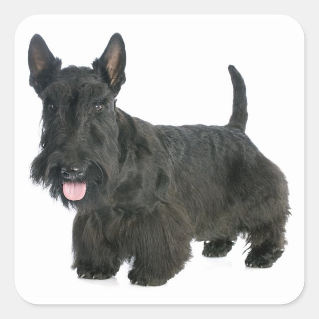 Black Scottish Terrier Puppy Dog Sticker / Seal (Front)