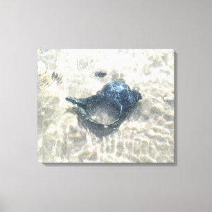Black Seashell Canvas Print