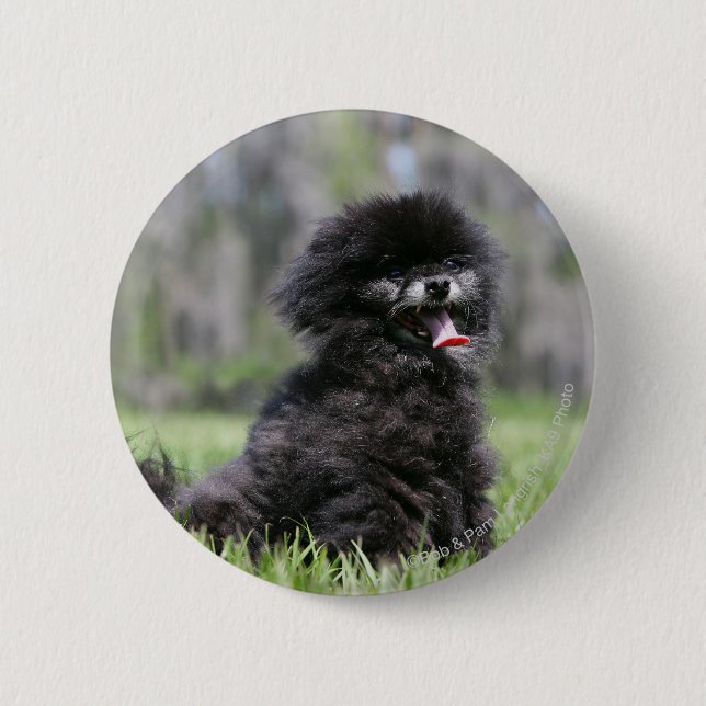 Black Senior Pomeranian 2 Inch Round Button (Front)