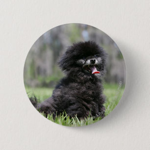 Black Senior Pomeranian 2 Inch Round Button