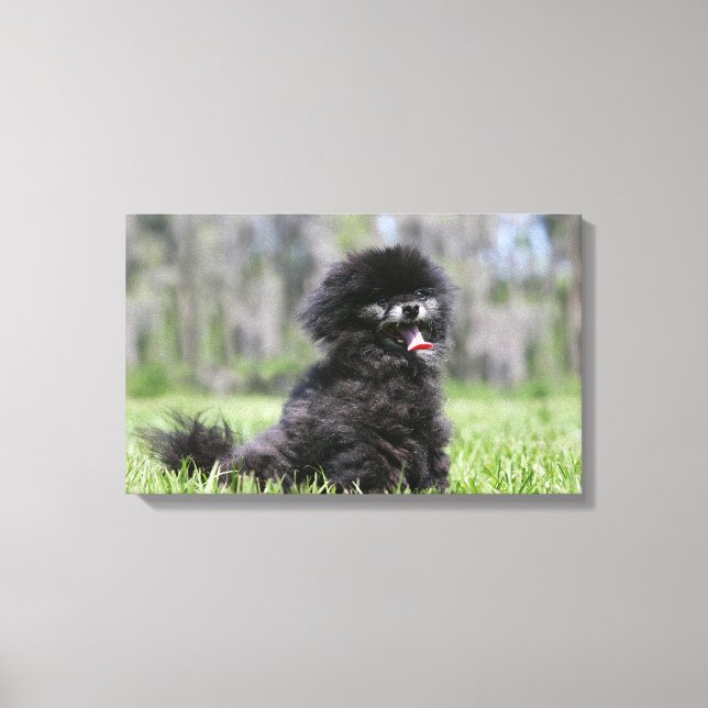 Black Senior Pomeranian Canvas Print (Front)