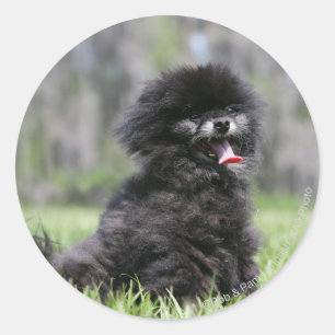 Black Senior Pomeranian Classic Round Sticker