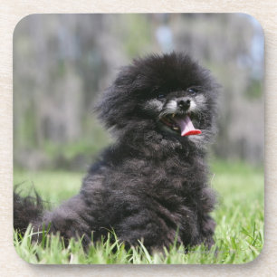 Black Senior Pomeranian Coaster