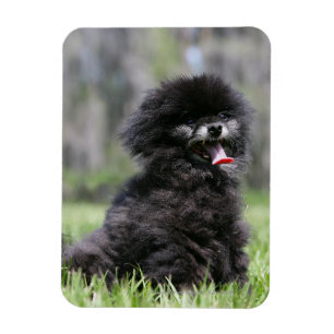 Black Senior Pomeranian Magnet