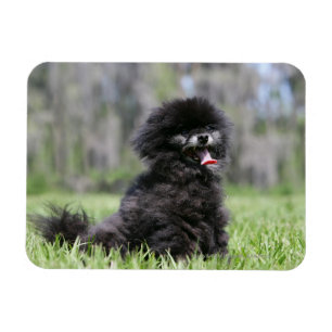Black Senior Pomeranian Magnet