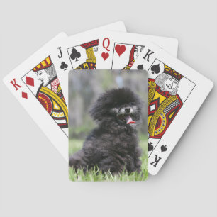 Black Senior Pomeranian Playing Cards