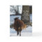 Black Sheep and Cat, Christmas