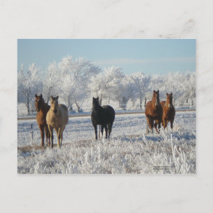 Black Sheep Horse Postcard