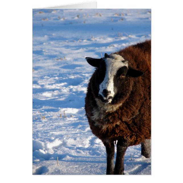 Black Sheep in Winter (Front)