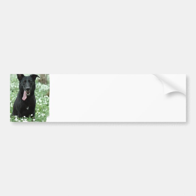 Black Shepherd Bumper Sticker (Front)