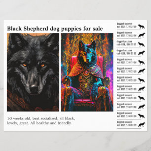 Black Shepherd dog  Flyer