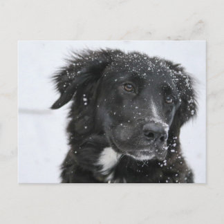 Black Shepherd Dog in the Snow Postcard