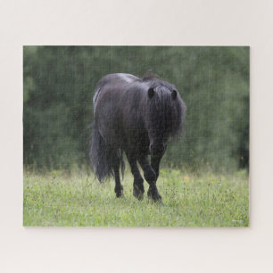 Black Shetland Pony Stallion Walking Jigsaw Puzzle