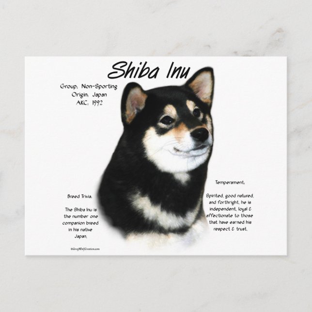 Black Shiba Inu  History  Postcard (Front)
