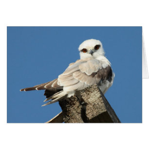 Black shouldered kite