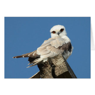 Black shouldered kite