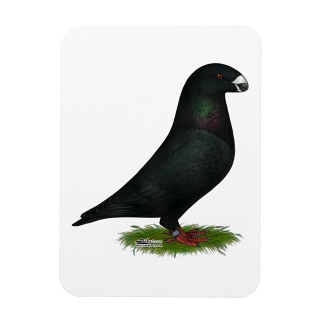 Black Show Racer Magnet (Vertical)