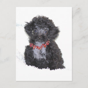 Black Silver Toy Poodle puppy bling Postcard
