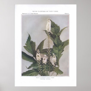 Black Snakeroot; Black Cohosh Poster