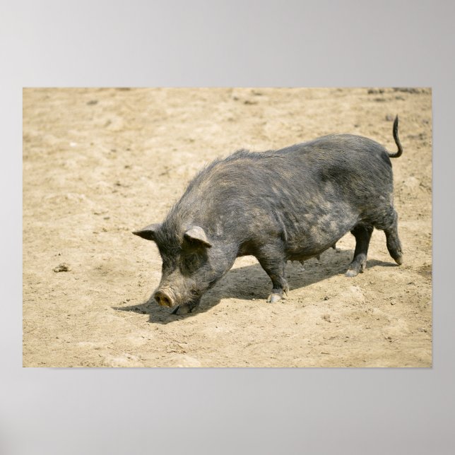 Black sow poster (Front)