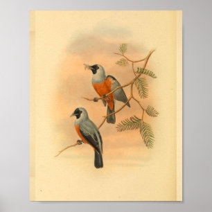 Black Spectacled Flycatcher Bird Vintage Print