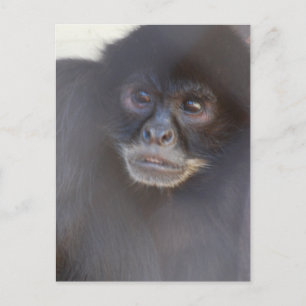 Black Spider Monkey  Postcard