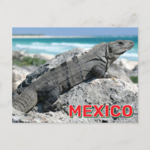Black Spiny Tailed Iguana In Mexico Postcard