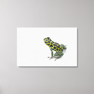 Black Spotted Green Poison Dart Frog Canvas Print