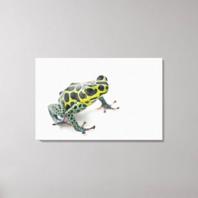 Black Spotted Green Poison Dart Frog Canvas Print (Front)