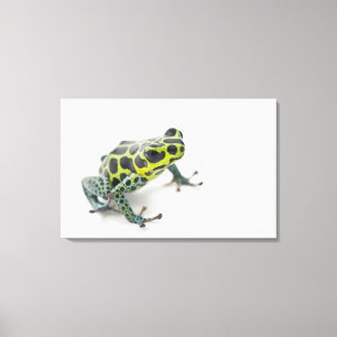 Black Spotted Green Poison Dart Frog Canvas Print
