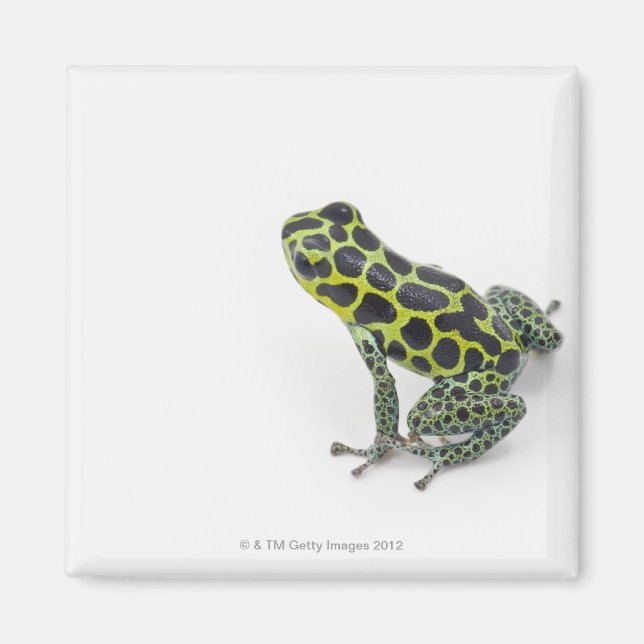 Black Spotted Green Poison Dart Frog Magnet (Front)