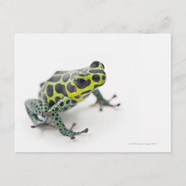 Black Spotted Green Poison Dart Frog Postcard (Front)