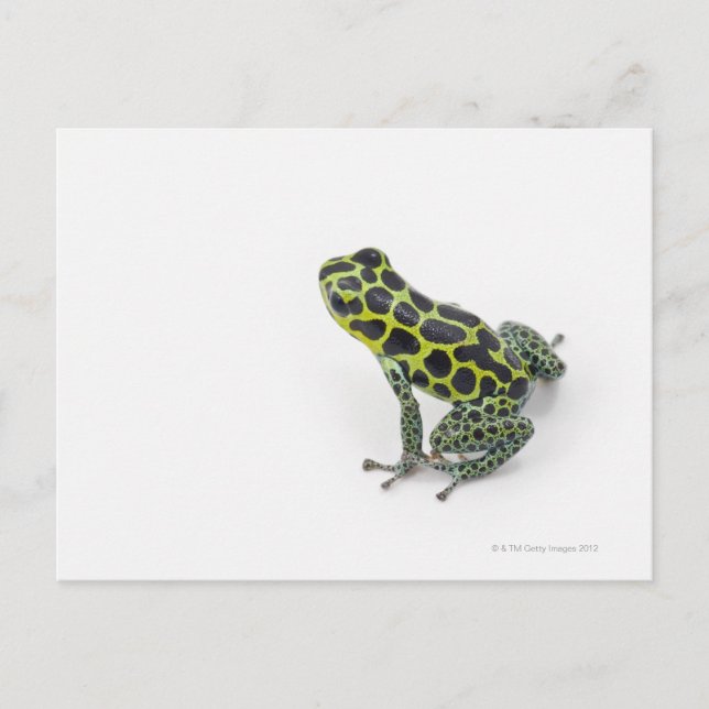 Black Spotted Green Poison Dart Frog Postcard (Front)