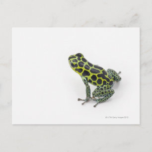 Black Spotted Green Poison Dart Frog Postcard