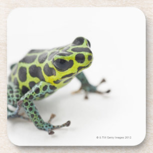 Black Spotted Green Poison Dart Frog (Ranitomeya Coaster
