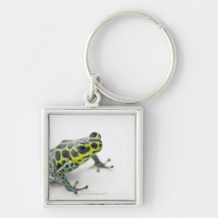 Black Spotted Green Poison Dart Frog (Ranitomeya Keychain