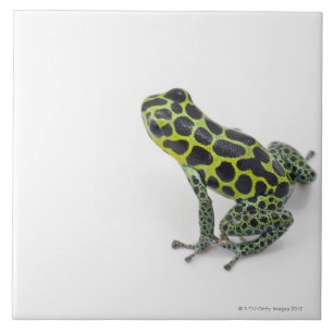 Black Spotted Green Poison Dart Frog Tile