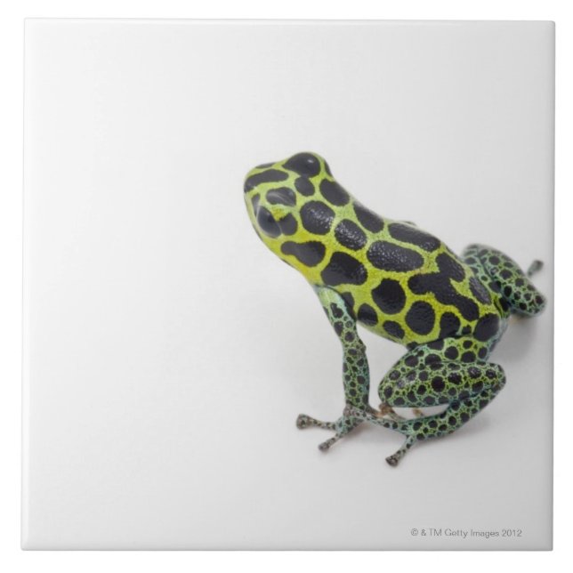 Black Spotted Green Poison Dart Frog Tile (Front)